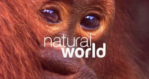 Natural World – Bild: BBC Natural World – Bild: BBC