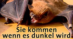 Sie kommen wenn es dunkel wird – Bild: MDR Sie kommen wenn es dunkel wird – Bild: MDR