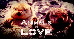 Natürlich verliebt – Wie Tiere flirten – Bild: Animal Planet/Screenshot Natürlich verliebt – Wie Tiere flirten – Bild: Animal Planet/Screenshot