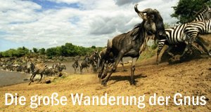Die große Wanderung der Gnus – Bild: GEO Television Die große Wanderung der Gnus – Bild: GEO Television