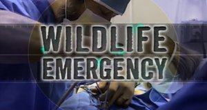Wilde Tiere im OP – Bild: Animal Planet/Screenshot Wilde Tiere im OP – Bild: Animal Planet/Screenshot