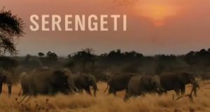 Serengeti – Bild: NDR Serengeti – Bild: NDR