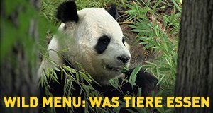 Wild Menu: Was Tiere essen – Bild: Nat Geo Wild Wild Menu: Was Tiere essen – Bild: Nat Geo Wild