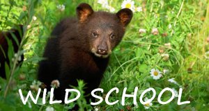 Wild School – Waisenkinder im Tierreich
