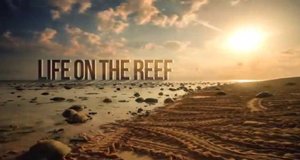 Lebensraum Riff – Bild: ABC Australia/Screenshot Lebensraum Riff – Bild: ABC Australia/Screenshot
