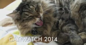 Die Welt der Katzen – Bild: BBC Die Welt der Katzen – Bild: BBC