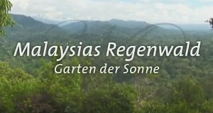 Malaysias Regenwald