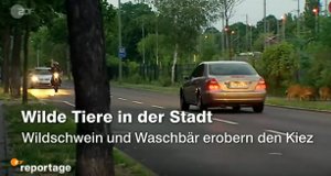 Wilde Tiere vor der Haustür – Bild: ZDF Wilde Tiere vor der Haustür – Bild: ZDF