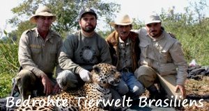 Bedrohte Tierwelt Brasiliens – Bild: Grifa Filmes Bedrohte Tierwelt Brasiliens – Bild: Grifa Filmes
