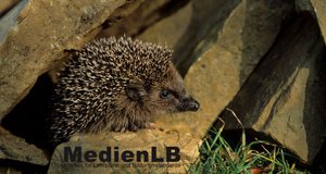 Entdecke die Welt mit MedienLB – Bild: Fix & Foxi