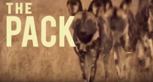 Das Rudel – Bild: Nat Geo Wild