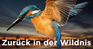 Zurück in der Wildnis – Bild: Geo Television/VARA/Ispida Wildlife Productions