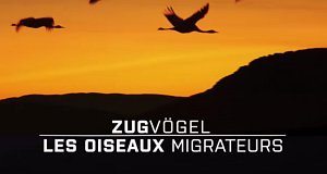 Zugvögel – Bild: arte Zugvögel – Bild: arte