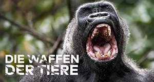 Tierisch ausgerüstet – Bild: KM Plus Media Tierisch ausgerüstet – Bild: KM Plus Media