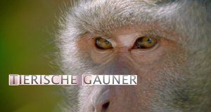 Tierische Gauner – Bild: Servus TV/BBC Tierische Gauner – Bild: Servus TV/BBC