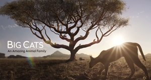 Raubkatzen – Eine faszinierende Tierfamilie – Bild: Sky1/Screenshot Raubkatzen – Eine faszinierende Tierfamilie – Bild: Sky1/Screenshot