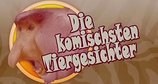Die komischsten Tiergesichter – Bild: Nat Geo Wild