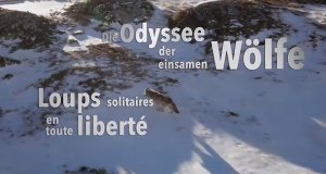 Die Odyssee der einsamen Wölfe – Bild: arte/Ifage Filmproduktion Die Odyssee der einsamen Wölfe – Bild: arte/Ifage Filmproduktion