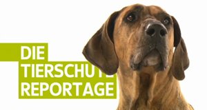 Die Tierschutzreportage – Bild: WDR Die Tierschutzreportage – Bild: WDR