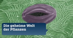 Die geheime Welt der Pflanzen – Bild: ZDF/Mona Lisa Production/France 5