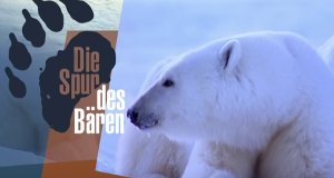 Die Spur des Bären – Bild: ARD Studio New York
