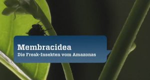 Membracidea – Die Freak-Insekten vom Amazonas – Bild: Mona Lisa Productions/ZDF Membracidea – Die Freak-Insekten vom Amazonas – Bild: Mona Lisa Productions/ZDF