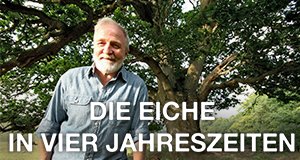 Die Eiche in vier Jahreszeiten – Bild: ARTE France/Furnace Ltd/Andy Jackson Die Eiche in vier Jahreszeiten – Bild: ARTE France/Furnace Ltd/Andy Jackson