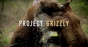 Das Grizzly-Projekt – Bild: Animal Planet/Screenshot