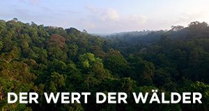 Der Wert der Wälder – Bild: ARTE France/Docside/ZED