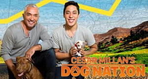 Cesar auf Tour – Bild: Nat Geo Wild Cesar auf Tour – Bild: Nat Geo Wild