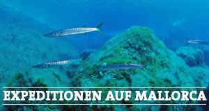 Expeditionen auf Mallorca – Bild: SWR/WDR/Mathias Hafner Expeditionen auf Mallorca – Bild: SWR/WDR/Mathias Hafner