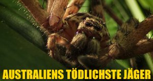 Australiens tödlichste Jäger – Bild: Nat Geo Wild Australiens tödlichste Jäger – Bild: Nat Geo Wild