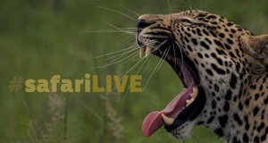 Safari Live – Bild: WildEarth/Screenshot Safari Live – Bild: WildEarth/Screenshot