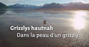 Grizzlys hautnah – Bild: arte/BR Grizzlys hautnah – Bild: arte/BR