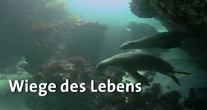 Tiere und Pflanzen – Bild: SWR/Planet Schule Tiere und Pflanzen – Bild: SWR/Planet Schule