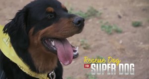 Super Dogs – Helfer in der Not