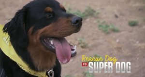 Super Dogs – Helfer in der Not – Bild: Animal Planet/Screenshot
