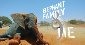 Unter Elefanten – Überleben in der Herde – Bild: BBC