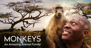 Affen – Eine faszinierende Tierfamilie
