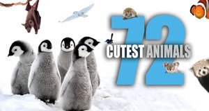 72 Cutest Animals – Bild: ABC Commercial 72 Cutest Animals – Bild: ABC Commercial