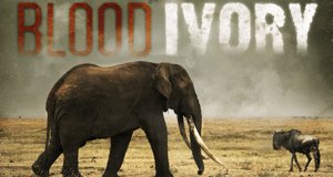 Blutiges Elfenbein – Wilderern auf der Spur