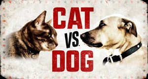 Cat vs. Dog – Die Tiertherapie