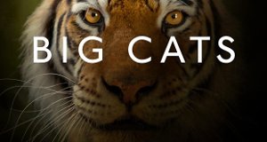 Raubkatzen – Bild: BBC