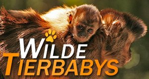 Wilde Tierbabys – Bild: Geo Television/BBC