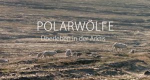 Polarwölfe – Bild: arte/NDR