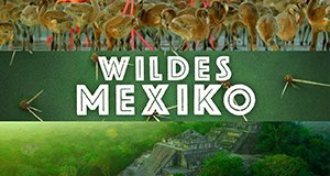 Wildes Mexiko – Bild: BBC/polyband
