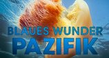 Blaues Wunder Pazifik – Bild: ZDF/Scott Snider Blaues Wunder Pazifik – Bild: ZDF/Scott Snider
