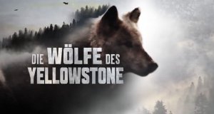 Die Wölfe des Yellowstone