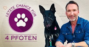 Letzte Chance für vier Pfoten – Bild: Sat.1 Gold