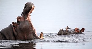 Die Flut – Okavango unter Wasser – Bild: Nat Geo Wild Die Flut – Okavango unter Wasser – Bild: Nat Geo Wild
